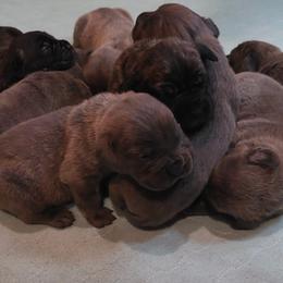 Boy 1 - Gray male Cane Corso puppy in Nashville, Tennessee from Prestigious K9