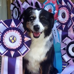 Miniature American Shepherd All Grown Up from Treasures Miniature American Shepherds