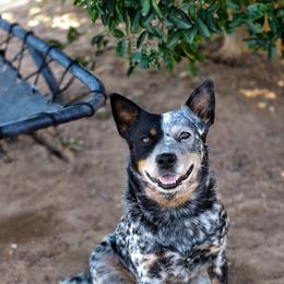 Silver Belle (AKC) - Australian Cattle Dog
