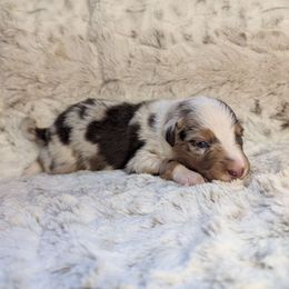 Twister - Red merle male Miniature Australian Shepherd puppy in Bend, Oregon from Wonderland Aussies