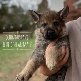 Puppy 2 - Sable male German Shepherd puppy in Carlisle, Arkansas from Roanwood German Shepherds
