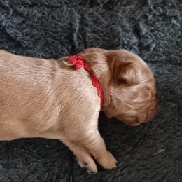 Boy 4 - Dark golden male Golden Retriever puppy in Otis Orchards, Washington from Sunlite Golden Retrievers