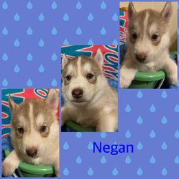 Siberian Husky Puppies from Powells huskies