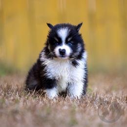 Celine - Black and white female Pomsky puppy in Sumter, South Carolina from Emerald Skies Pomskies