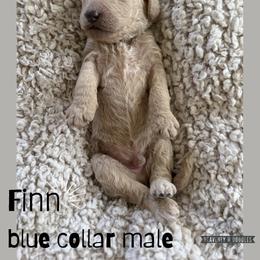 Finn - Apricot male Goldendoodle puppy in Inez, Texas from Heavenly H Doodles
