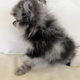 Pomeranian Puppies from Puppiesnat