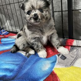 Pomsky Puppies from Michelle's Pomskies