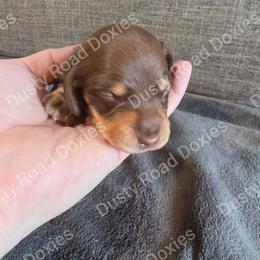 Colsen - Chocolate and tan male Dachshund puppy in Blanchard, Oklahoma from Dusty Road Doxies