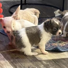 Female white and blue 7,000 - Blue and white female Chihuahua puppy in Summerfield, Florida from Uey’s Chihuahuas