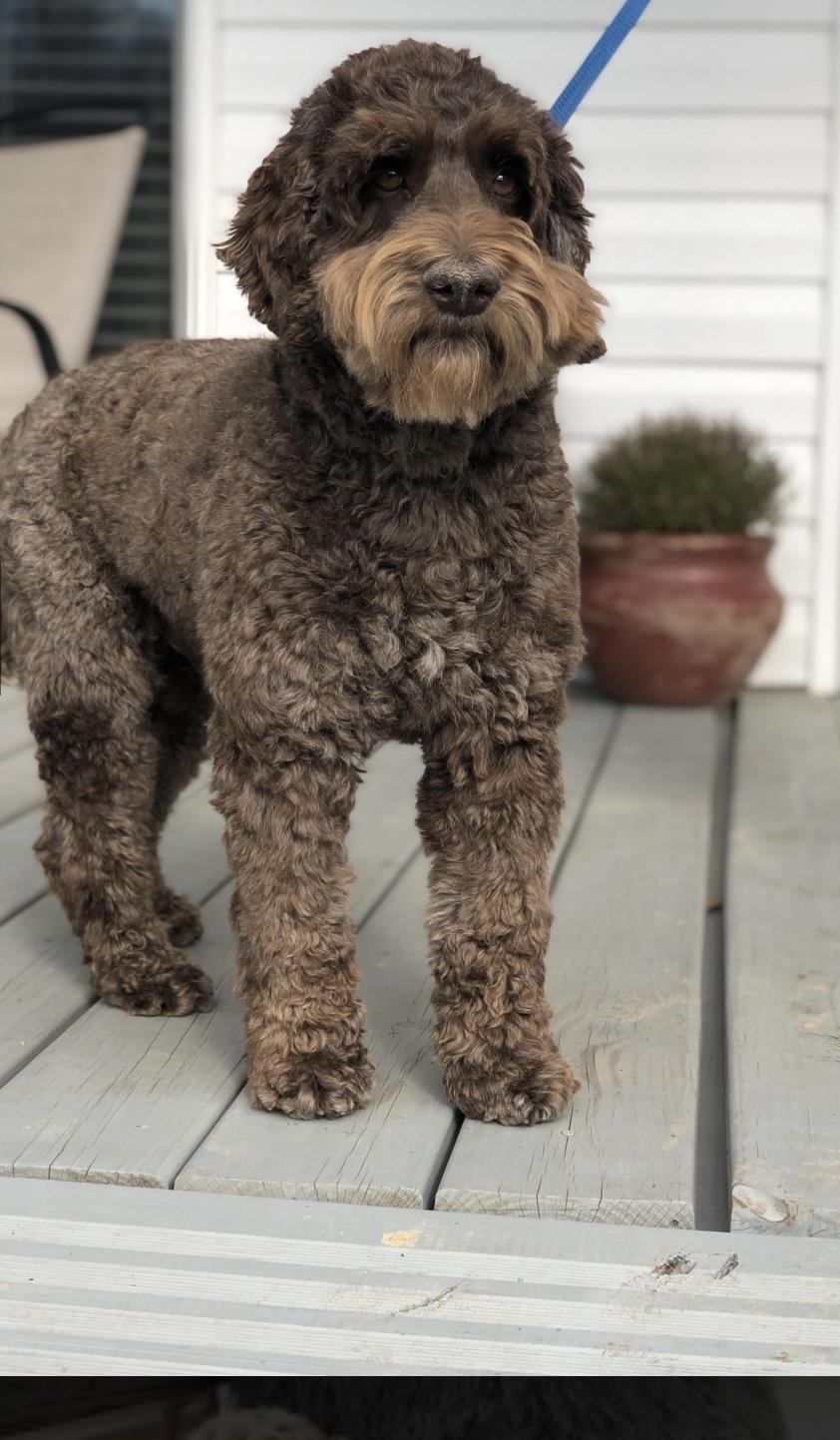 Bentley