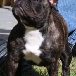 Cane Corso, French Bulldog, and Pug Puppies from Winnfall Farms