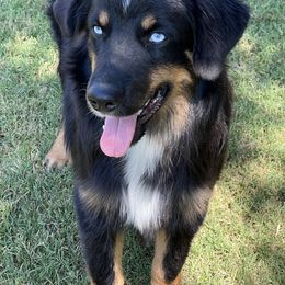 Jax - Black tri male Miniature Australian Shepherd puppy in Visalia, California from Furrever.Mini.Aussies.llc