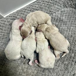 Cockapoo puppies from Diamond K