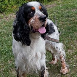 Bubba - English Springer Spaniel