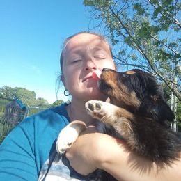 Australian Shepherd Puppies from Copeland's Kennels