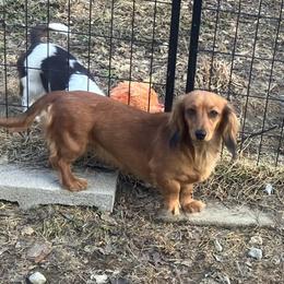 Spice - Dachshund
