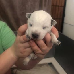 Australian Cattle Dog Puppies from DoReMi ACDs
