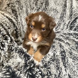 Australian Shepherd Puppies from Burdock Hill Australian Shepards