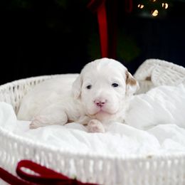 Oak - Parti male Goldendoodle puppy in Vancouver, Washington from Blissful Doodles