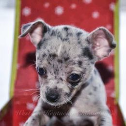 Chihuahua and Chinese Crested Puppies from Western Kentucky Chihuhua and Chinese Crested