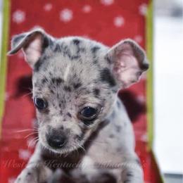 Chihuahua and Chinese Crested Puppies from Western Kentucky Chihuhua and Chinese Crested