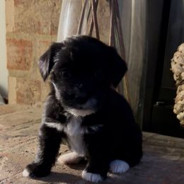 Black White Female - Black female Yorkipoo puppy in Topeka, Kansas from Bayless Yorkiepoos