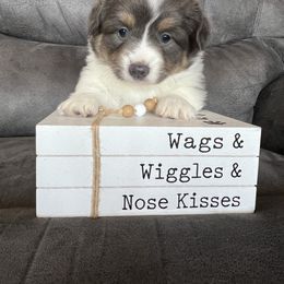 Poppy - Gray and white female American Corgi puppy in Stuart, Iowa from Johnson Family Corgis and more
