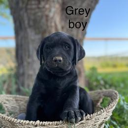 Grey Boy - Black Labrador Retriever puppy in Corning, California from Raven's Labradors