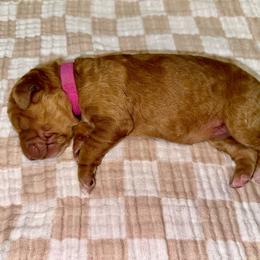 Abigail - Red  female Goldendoodle puppy in Pasadena, Texas from Toledo Creek Doodles