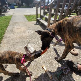 Great Dane Puppies from The Greater Dane Kennel