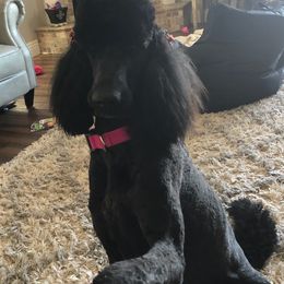 Poodles from Fur Baby Manor