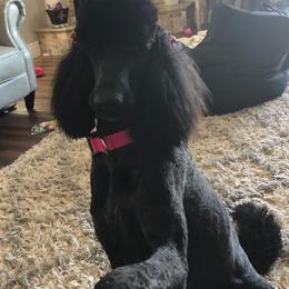 Poodles from Fur Baby Manor