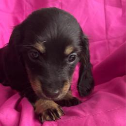 Roxy - Black and cream female Dachshund puppy in Bradenton, Florida from Leah’s Suncoast Doxies