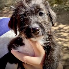 Aussiedoodle and Leopardoodle Puppies from A Puppy Crush