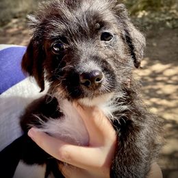 Aussiedoodle and Leopardoodle Puppies from A Puppy Crush