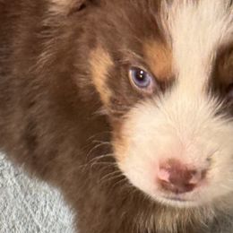 Australian Shepherds from R and B Aussies