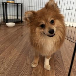 Leo - Orange sable male Pomeranian puppy in Rogers, Arkansas from Premium Pom’s