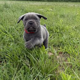 Cane Corso Puppies from Classic Jayx