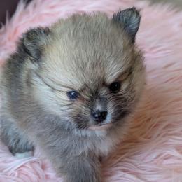 Bubbles - Orange sable female Pomeranian puppy in Utah from Pop Off Pomeranians