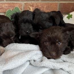 Miniature Schnauzers from Treasure State Schnauzers