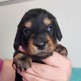 Black and tan male - Black and tan male Dachshund puppy in Belle Rive, Illinois from Akin's Miniature Dachshunds, LLC