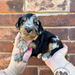 Declan - Blue merle male Bernedoodle puppy in Owasso, Oklahoma from Kallams Bernedoodles & Bernese Mountain Dogs
