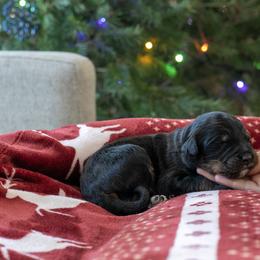 Prince Charming - Phantom male Bernedoodle puppy in Eureka, Illinois from Joley Aire Family Dogs