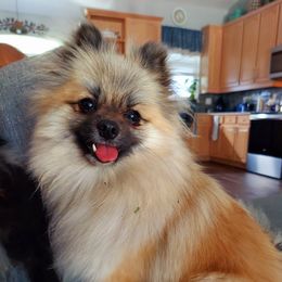Stevie Ray Pom - Pomeranian