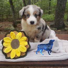 Otis - Blue merle Australian Shepherd puppy in Menlo, Georgia from Covenant View Farm Australian Shepherds