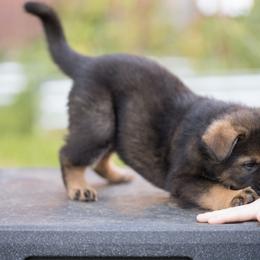 German Shepherd Puppies from Zwinger Vom Rabenauge