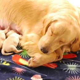 Golden Retriever Puppies from Burchi Woods Goldens