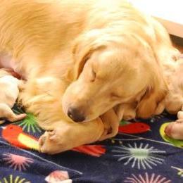 Golden Retriever Puppies from Burchi Woods Goldens