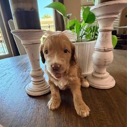Girl 1 Nalani - Apricot female Goldendoodle puppy in Anthem/Phoenix, Arizona from Ironwood Doodles