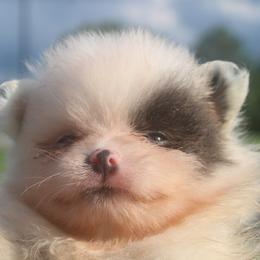 AKC limited Zack - Black parti male Pomeranian puppy in Andrews, South Carolina from Purple Diamonds Kennel